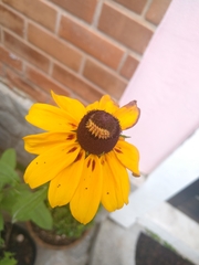 Lepidoptera