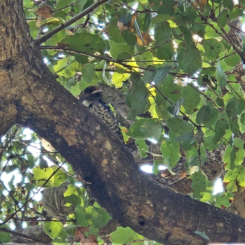Nuttall's Woodpecker (Dryobates nuttallii), photo 4