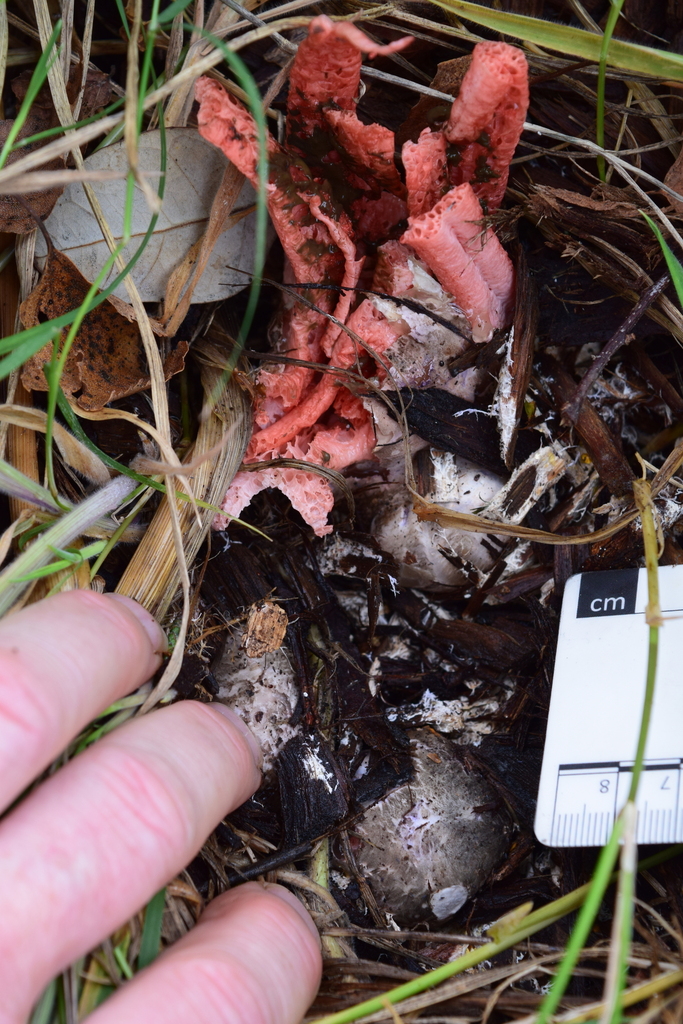 Clathrus archeri · January 2026 · photo: © davidwhyte (iNaturalist, cc-by-sa)