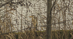 Ardea cinerea