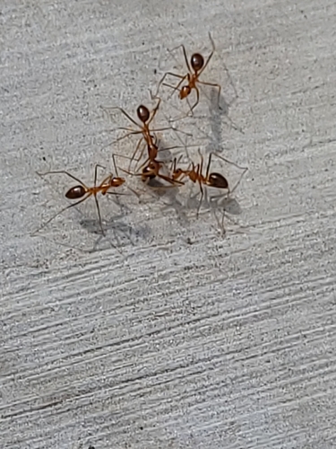 Anoplolepis gracilipes
