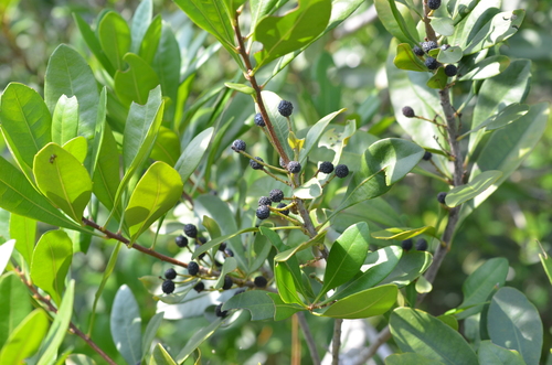 scentless bayberry (Morella inodora)