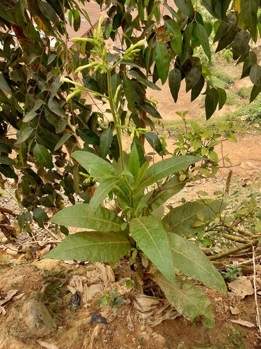 Cultivated tobacco