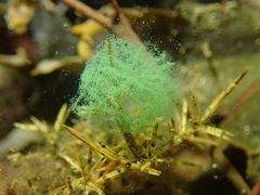 Phyllodocidae