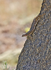 Sceloporus graciosus graciosus
