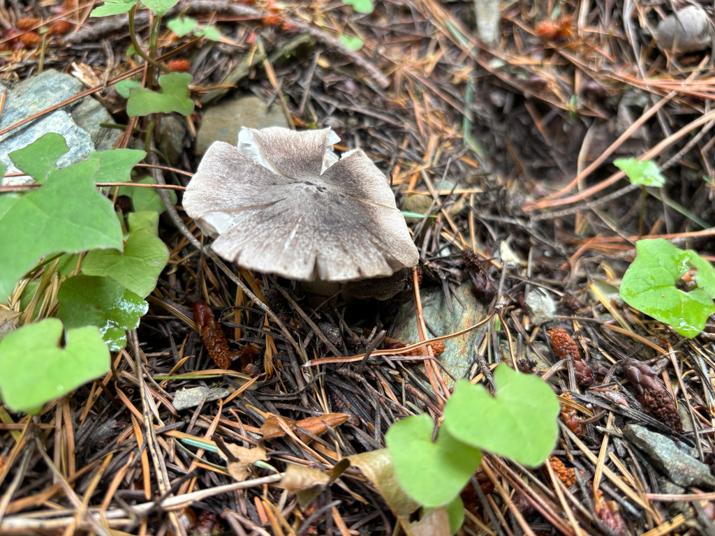 Tricholoma terreum · January 2026 · photo: © conehead_nz (iNaturalist, cc-by)