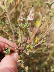 Podalyria microphylla