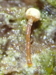 Sclerophora amabilis