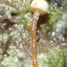 Sclerophora amabilis - Photo (c) Tyson Ehlers, algunos derechos reservados (CC BY-NC), subido por Tyson Ehlers