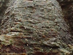 Sclerophora amabilis