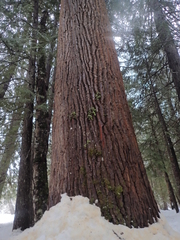 Sclerophora amabilis