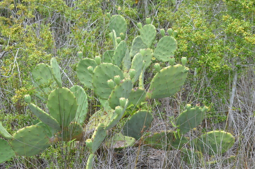 Carolina Prickly-pear Cactus (Opuntia tunoidea)