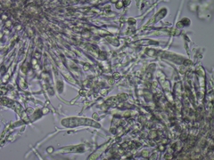 Sclerophora amabilis