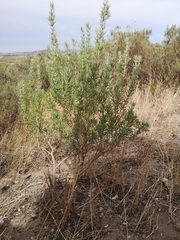 Aspalathus linearifolia