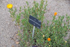 Lampranthus aurantiacus