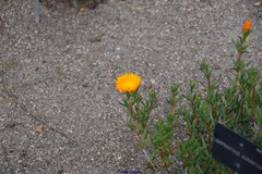 Lampranthus aurantiacus