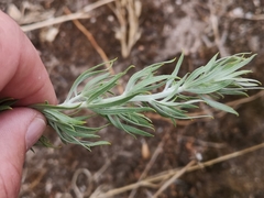 Aspalathus linearifolia