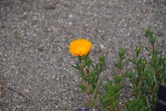 Lampranthus aurantiacus