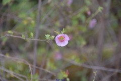 Anisodontea malvastroides