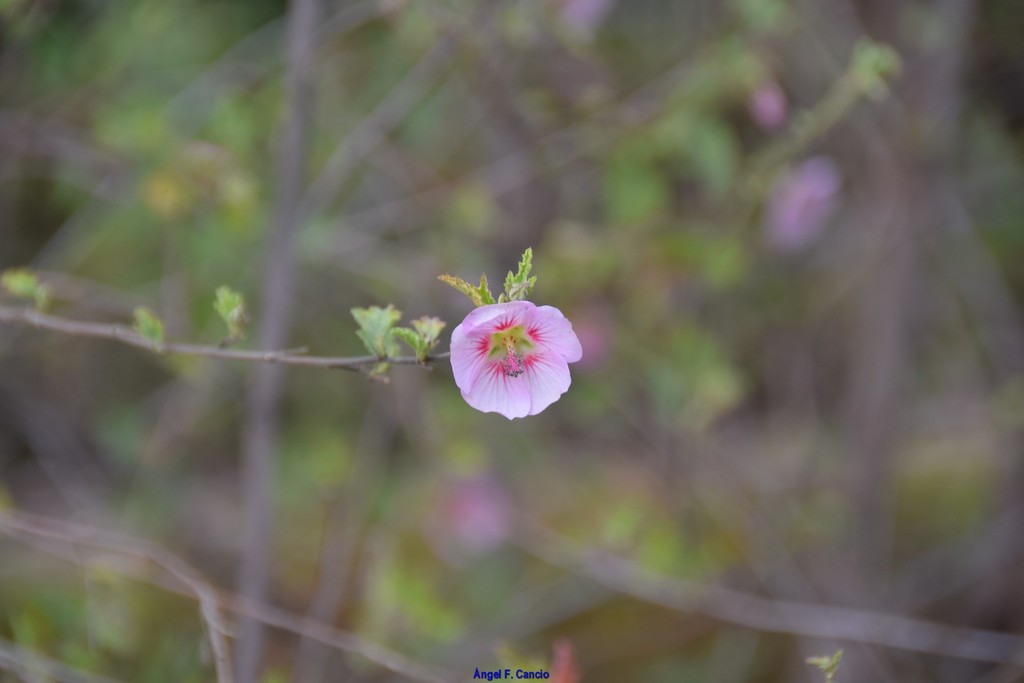 Anisodontea malvastroides