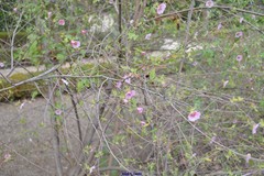 Anisodontea malvastroides