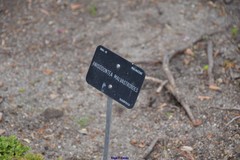 Anisodontea malvastroides