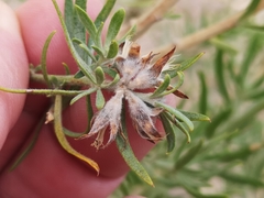 Aspalathus linearifolia