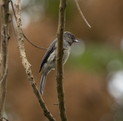 Abyssinian Slaty Flycatcher (Melaenornis chocolatinus), photo 2
