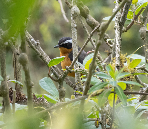 Rüppell's Robin-Chat (Cossypha semirufa), photo 9