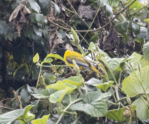 Ethiopian Oriole (Oriolus monacha), photo 8