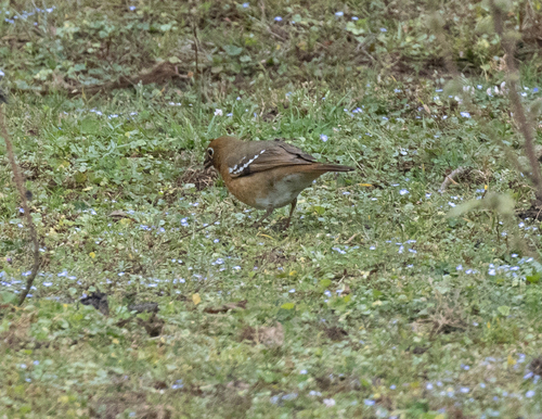 Abyssinian Ground Thrush (Geokichla piaggiae), photo 5