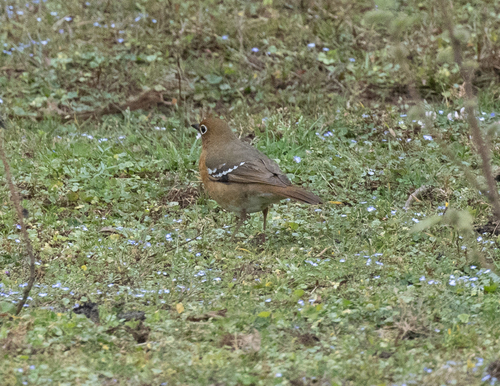 Abyssinian Ground Thrush (Geokichla piaggiae), photo 6