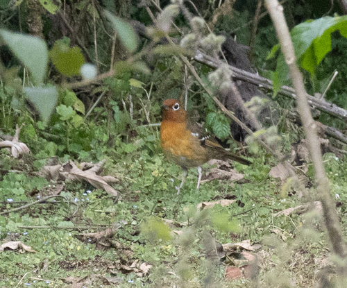Abyssinian Ground Thrush (Geokichla piaggiae), photo 2