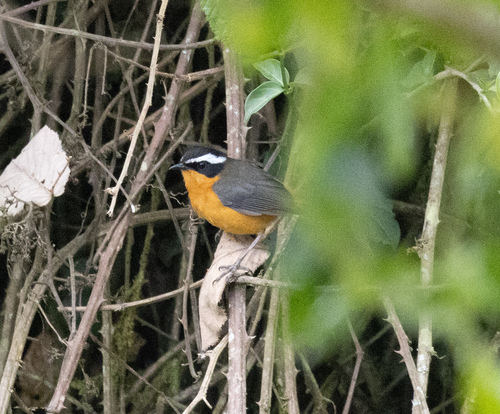 Rüppell's Robin-Chat (Cossypha semirufa), photo 10