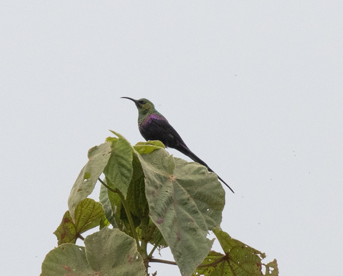 Tacazze Sunbird (Nectarinia tacazze), photo 10