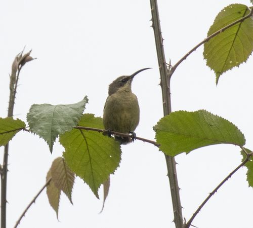 Tacazze Sunbird (Nectarinia tacazze), photo 6