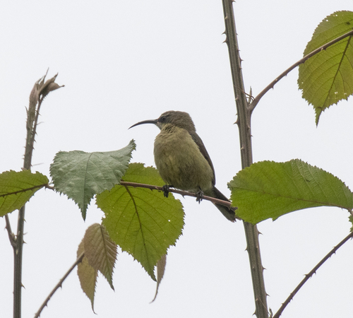 Tacazze Sunbird (Nectarinia tacazze), photo 7
