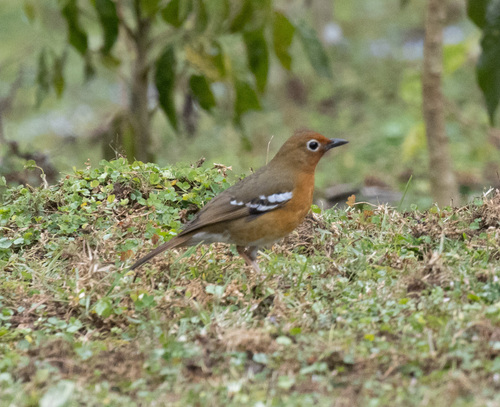 Abyssinian Ground Thrush (Geokichla piaggiae)