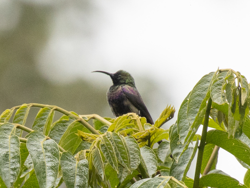 Tacazze Sunbird (Nectarinia tacazze), photo 9
