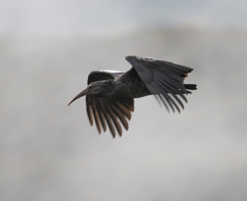 Wattled Ibis (Bostrychia carunculata), photo 10