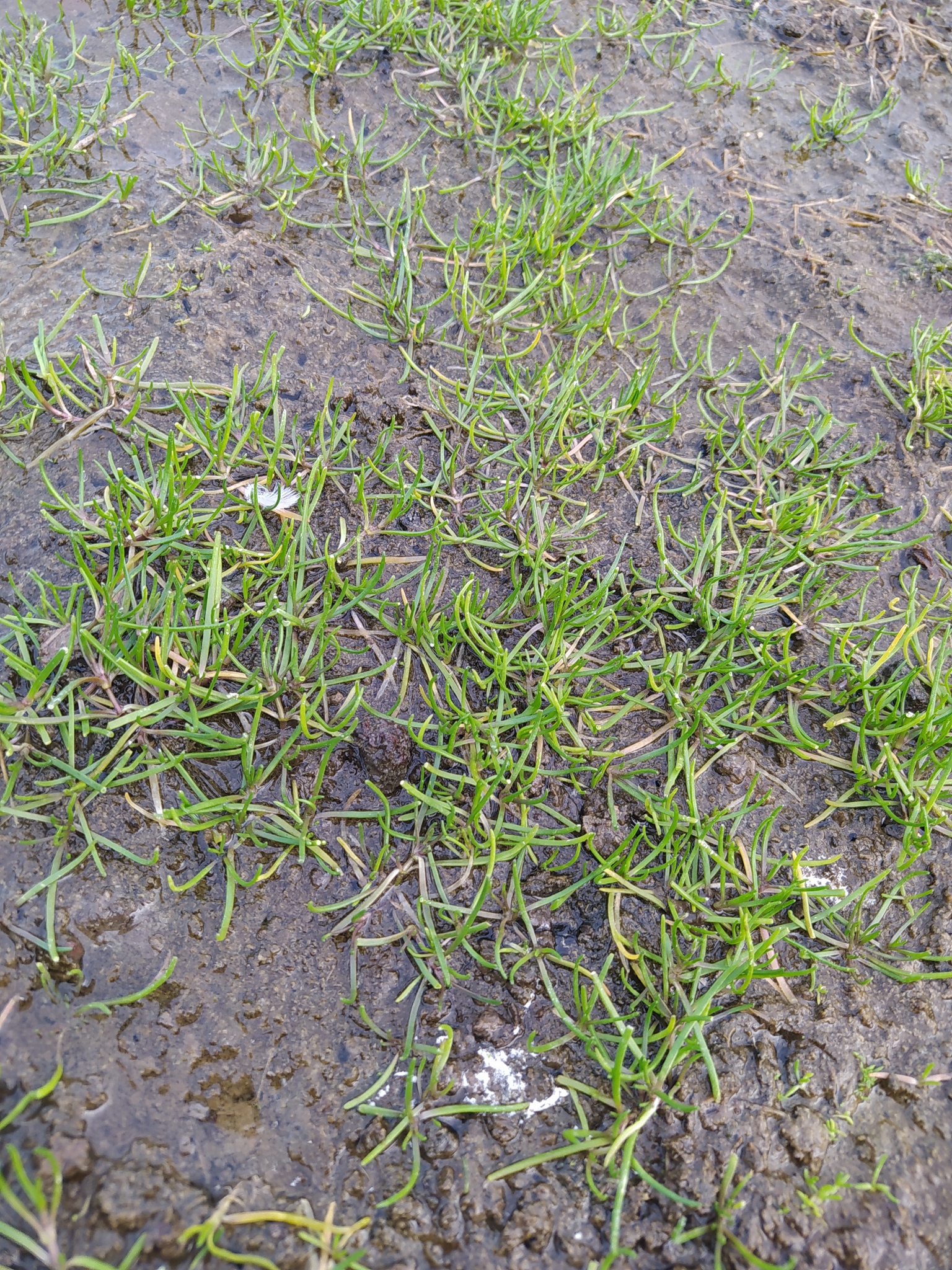 Saltmarsh sandspurry