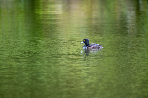 New Zealand Scaup (Aythya novaeseelandiae), photo 5