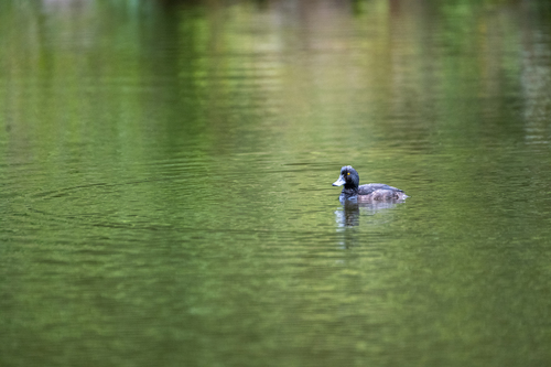 New Zealand Scaup (Aythya novaeseelandiae), photo 6