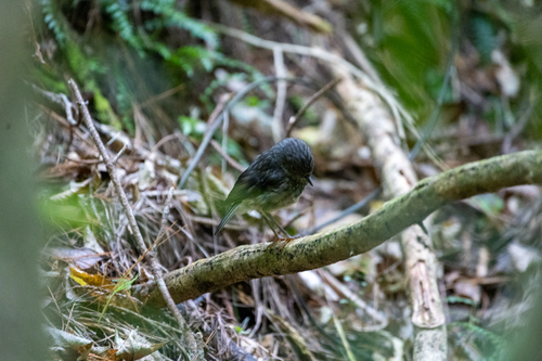 South Island Robin (Petroica australis), photo 3