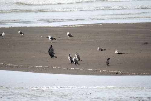 Australian Pied Cormorant (Phalacrocorax varius), photo 10