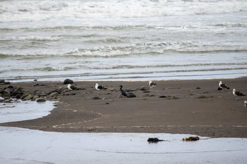 Pacific Reef Heron (Egretta sacra), photo 8