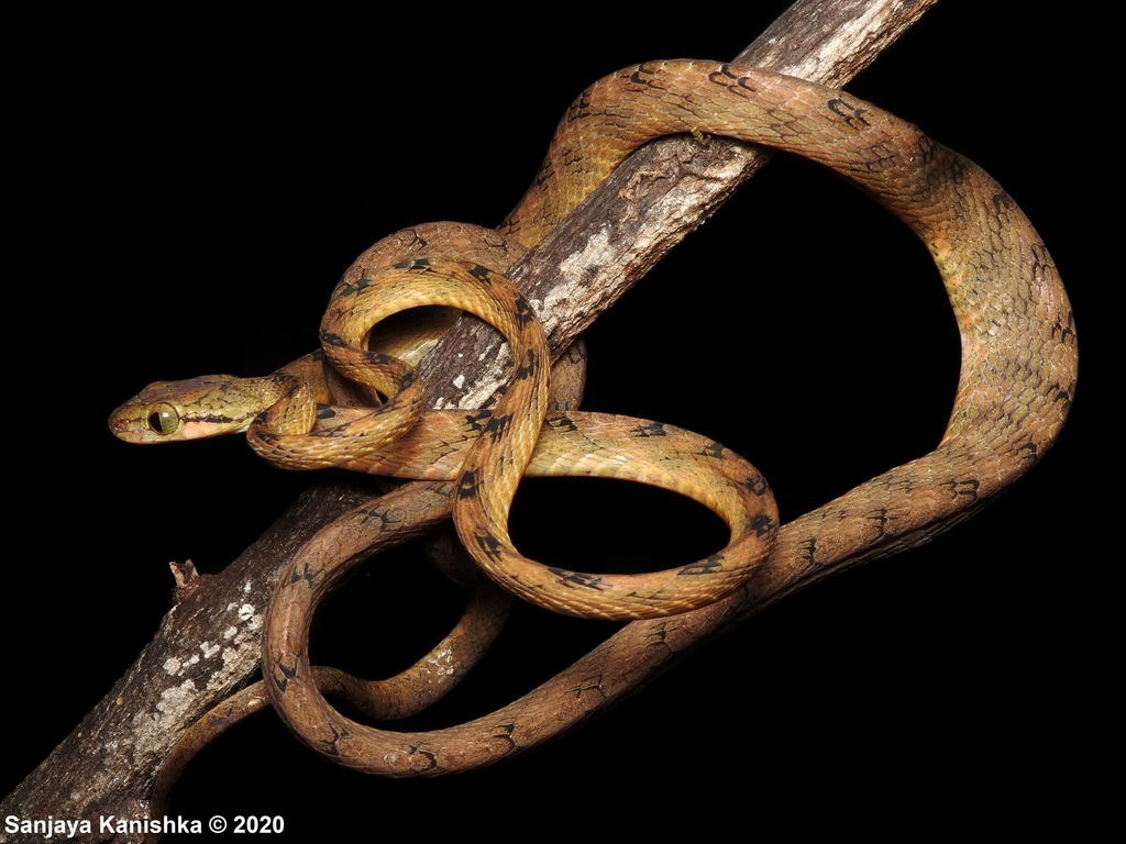 Ranawana's Cat Snake