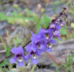 Angelonia angustifolia, photograph author not stated, no rights reserved