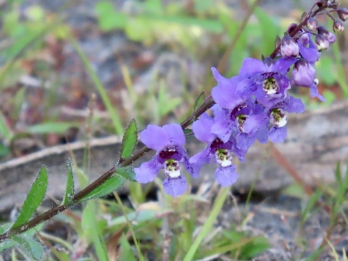 Angelonia angustifolia, photograph 3