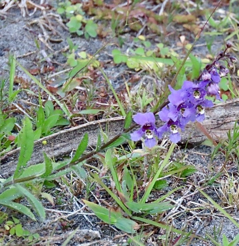 Angelonia angustifolia, photograph 4